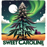Sweet Caroline F6 - 25 pack
