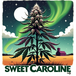 Sweet Caroline F6 - 25 pack