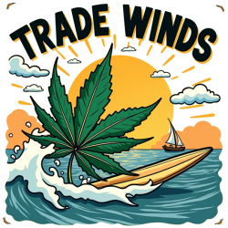 Trade Winds - 10 pack Trade Winds - 10 pack